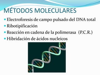 MÉTODOS MOLECULARES
 Electroforesis de campo pulsado del DNA total
 Ribotipificación
 Reacción en cadena de la polimerasa (P.C.R.)
 Hibridación de ácidos nucleicos
 
