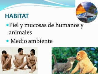 HABITAT
Piel y mucosas de humanos y
 animales
 Medio ambiente
 