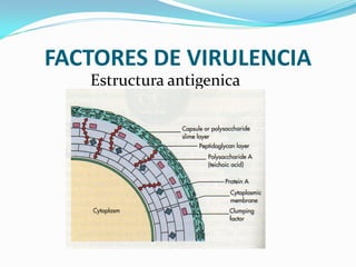 FACTORES DE VIRULENCIA
   Estructura antigenica
 