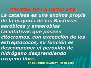 PRUEBA DE LA CATALASA.
La catalasa es una enzima propia
de la mayoría de las Bacterias
aeróbicas y anaerobias
facultativas que poseen
citocromos, con excepción de los
estreptococos, su función es
descomponer el peróxido de
hidrógeno desprendiendo
oxígeno libre.
DR EDUARDO CHANCAY 2008-2009
 