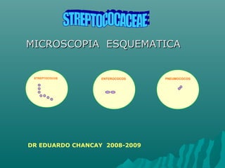 MICROSCOPIA ESQUEMATICAMICROSCOPIA ESQUEMATICA
STREPTOCOCOS ENTEROCOCOS PNEUMOCOCOS
DR EDUARDO CHANCAY 2008-2009
 