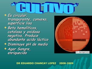  Es circular,Es circular,
transparente, convexo,transparente, convexo,
superficie lisasuperficie lisa
 Beta hemolíticos,Beta hemolíticos,
catalasa y oxidasacatalasa y oxidasa
negativa, Producenegativa, Produce
abundante acido lácticoabundante acido láctico
 Disminuye pH de medioDisminuye pH de medio
 Agar Sangre,Agar Sangre,
enriquecidoenriquecido
DR EDUARDO CHANCAY LOPEZ 2008-2009
 