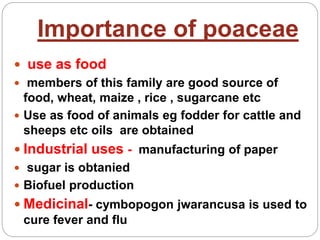 Importance of poaceae
 use as food
 members of this family are good source of
food, wheat, maize , rice , sugarcane etc
 Use as food of animals eg fodder for cattle and
sheeps etc oils are obtained
 Industrial uses - manufacturing of paper
 sugar is obtanied
 Biofuel production
 Medicinal- cymbopogon jwarancusa is used to
cure fever and flu
 