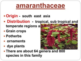 amaranthaceae
 Origin - south east asia
 Distribution - tropical, sub tropical and
temperate regions as
 Grain crops
 Potherbs
 ornaments
 dye plants
 There are about 64 genera and 800
species in this family
 