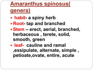Amaranthus spinosus(
genera)
 habit- a spiny herb
 Root- tap and branched
 Stem – erect, aerial, branched,
herbaceous , terete, solid,
smooth, green
 leaf- cauline and ramal
,exsipulate, alternate, simple ,
petioate,ovate, entire, acute
 