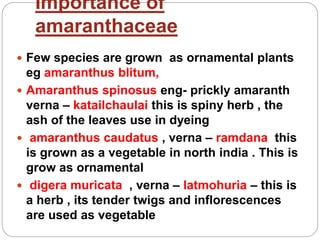 Importance of
amaranthaceae
 Few species are grown as ornamental plants
eg amaranthus blitum,
 Amaranthus spinosus eng- prickly amaranth
verna – katailchaulai this is spiny herb , the
ash of the leaves use in dyeing
 amaranthus caudatus , verna – ramdana this
is grown as a vegetable in north india . This is
grow as ornamental
 digera muricata , verna – latmohuria – this is
a herb , its tender twigs and inflorescences
are used as vegetable
 