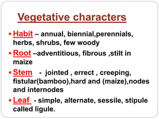Vegetative characters
 Habit – annual, biennial,perennials,
herbs, shrubs, few woody
 Root –adventitious, fibrous ,stilt in
maize
 Stem - jointed , errect , creeping,
fistular(bamboo),hard and (maize),nodes
and internodes
 Leaf - simple, alternate, sessile, stipule
called ligule.
 