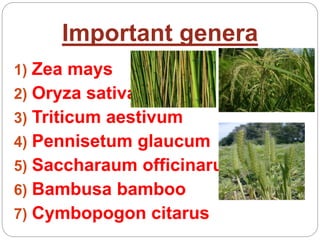Important genera
1) Zea mays
2) Oryza sativa
3) Triticum aestivum
4) Pennisetum glaucum
5) Saccharaum officinarum
6) Bambusa bamboo
7) Cymbopogon citarus
 
