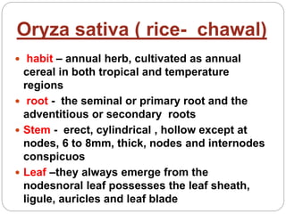 Oryza sativa ( rice- chawal)
 habit – annual herb, cultivated as annual
cereal in both tropical and temperature
regions
 root - the seminal or primary root and the
adventitious or secondary roots
 Stem - erect, cylindrical , hollow except at
nodes, 6 to 8mm, thick, nodes and internodes
conspicuos
 Leaf –they always emerge from the
nodesnoral leaf possesses the leaf sheath,
ligule, auricles and leaf blade
 