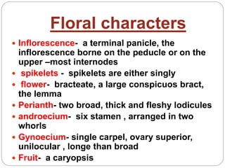 Floral characters
 Inflorescence- a terminal panicle, the
inflorescence borne on the peducle or on the
upper –most internodes
 spikelets - spikelets are either singly
 flower- bracteate, a large conspicuos bract,
the lemma
 Perianth- two broad, thick and fleshy lodicules
 androecium- six stamen , arranged in two
whorls
 Gynoecium- single carpel, ovary superior,
unilocular , longe than broad
 Fruit- a caryopsis
 