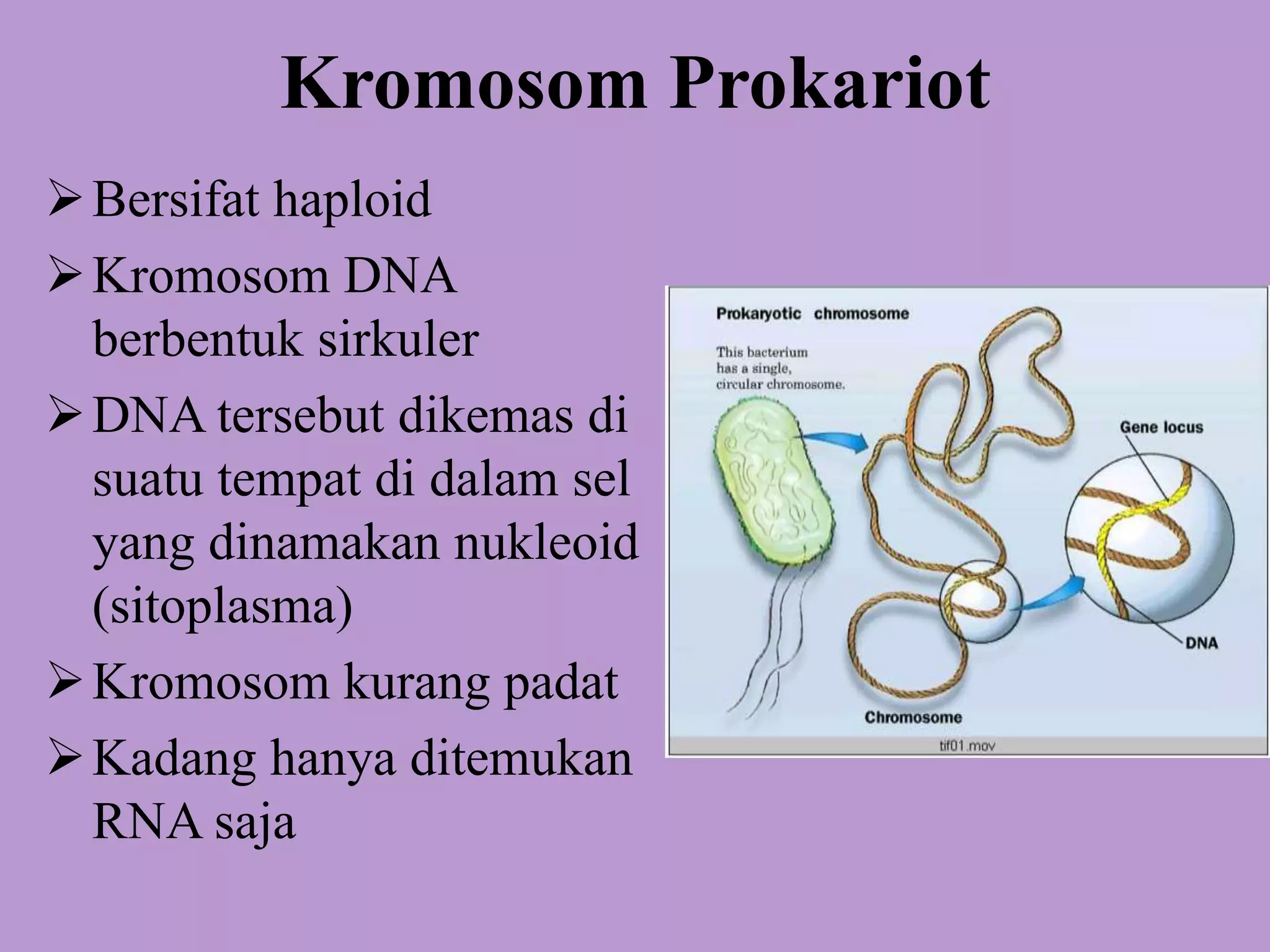 Famili gen, gen homeobox, struktur dan komponen penyusun kromosom | PPTX