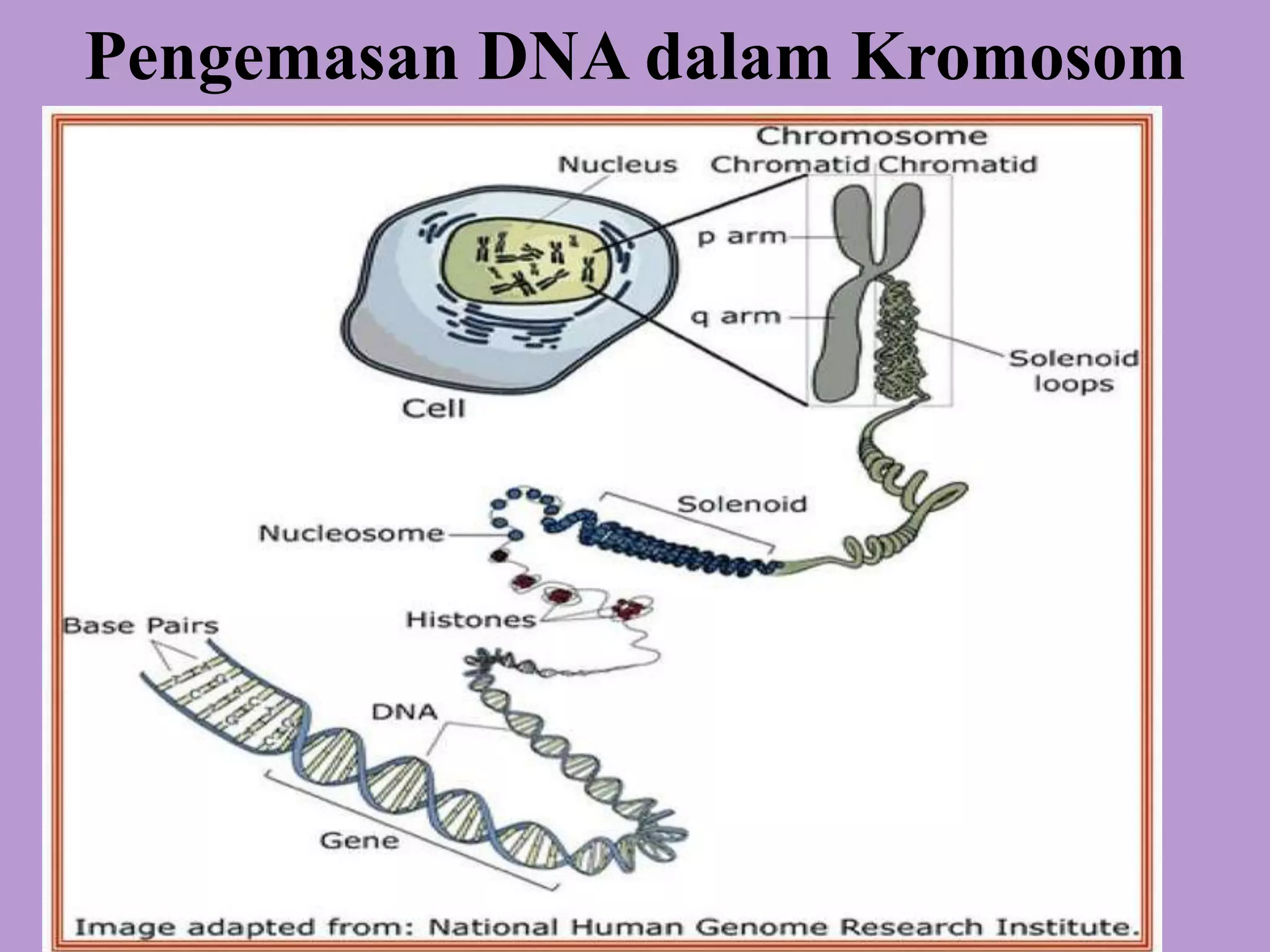 Famili gen, gen homeobox, struktur dan komponen penyusun kromosom | PPTX