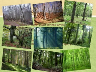 Фамилија ХРАСТОВА
▪ Дрвеће ове фамилије гради велике шуме које доминирају у
пределима умереног климатског појаса северне хемисфере.
▪ Припадници ове фамилије су моћно листопадно или стално-
зелено дрвеће, некад високо и до 40 метара, ређе жбунови..
▪
 