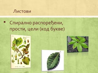 Листови
 Спирално распоређени,
прости, цели (код букве)
 