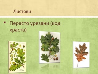 Листови
 Перасто урезани (код
храста)
 