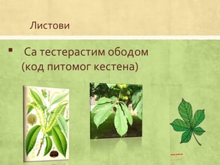 Листови
 Са тестерастим ободом
(код питомог кестена)
 