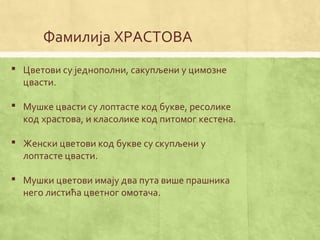 Фамилија ХРАСТОВА
 Цветови су једнополни, сакупљени у цимозне
цвасти.
 Мушке цвасти су лоптасте код букве, ресолике
код храстова, и класолике код питомог кестена.
 Женски цветови код букве су скупљени у
лоптасте цвасти.
 Мушки цветови имају два пута више прашника
него листића цветног омотача.
 