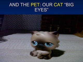 AND THE  PET : OUR  CAT  “BIG EYES” 