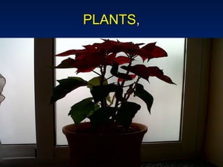 PLANTS , 