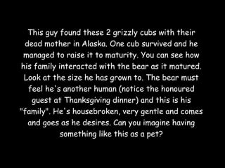 This guy found these 2 grizzly cubs with their
dead mother in Alaska. One cub survived and he
managed to raise it to maturity. You can see how
his family interacted with the bear as it matured.
Look at the size he has grown to. The bear must
feel he's another human (notice the honoured
guest at Thanksgiving dinner) and this is his
"family". He's housebroken, very gentle and comes
and goes as he desires. Can you imagine having
something like this as a pet?

 