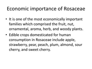Economic importance of Rosaceae
• It is one of the most economically important
families which comprised the fruit, nut,
ornamental, aroma, herb, and woody plants.
• Edible crops domesticated for human
consumption in Rosaceae include apple,
strawberry, pear, peach, plum, almond, sour
cherry, and sweet cherry.
 