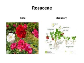 Rosaceae
Rose Straberry
 
