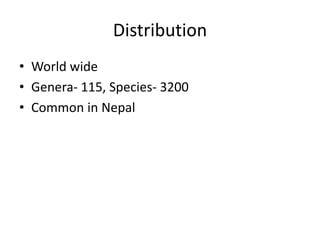 Distribution
• World wide
• Genera- 115, Species- 3200
• Common in Nepal
 
