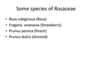 Some species of Rosaceae
• Rosa rubiginosa (Rose)
• Fragaria ananassa (Strawberry)
• Prunus persica (Peach)
• Prunus dulcis (Almond)
 