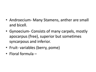 • Androecium- Many Stamens, anther are small
and bicell.
• Gynoecium- Consists of many carpels, mostly
apocarpus (free), superior but sometimes
syncarpous and inferior.
• Fruit- variables (berry, pome)
• Floral formula –
 