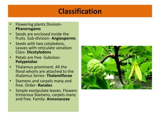 Classification
• Flowering plants Division-
Phanerogams
• Seeds are enclosed inside the
fruits. Sub-division- Angiosperms
• Seeds with two cotyledons,
Leaves with reticulate venation
Class- Dicotyledons
• Petals are free -Subclass-
Polypetalae
• Thalamus prominent. All the
floral whorls are attached to the
thalamus Series- Thalamiflorae
• Stamens and carpels many and
free. Order- Ranales
• Simple exstipulate leaves. Flowers
trimerous Stamens, carpels many
and free. Family- Annonaceae
 