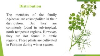 Api Ashrat Family Apiaceae(Umbelliferae) by Khasha Ashraf | PPTX