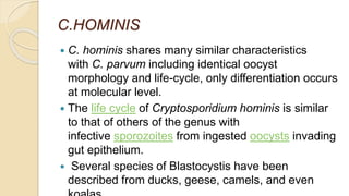 C.HOMINIS
 C. hominis shares many similar characteristics
with C. parvum including identical oocyst
morphology and life-cycle, only differentiation occurs
at molecular level.
 The life cycle of Cryptosporidium hominis is similar
to that of others of the genus with
infective sporozoites from ingested oocysts invading
gut epithelium.
 Several species of Blastocystis have been
described from ducks, geese, camels, and even
 
