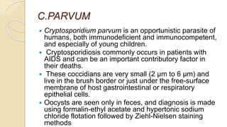 C.PARVUM
 Cryptosporidium parvum is an opportunistic parasite of
humans, both immunodeficient and immunocompetent,
and especially of young children.
 Cryptosporidiosis commonly occurs in patients with
AIDS and can be an important contributory factor in
their deaths.
 These coccidians are very small (2 μm to 6 μm) and
live in the brush border or just under the free-surface
membrane of host gastrointestinal or respiratory
epithelial cells.
 Oocysts are seen only in feces, and diagnosis is made
using formalin-ethyl acetate and hypertonic sodium
chloride flotation followed by Ziehl-Nielsen staining
methods
 