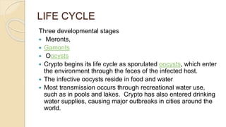 LIFE CYCLE
Three developmental stages
 Meronts,
 Gamonts
 Oocysts
 Crypto begins its life cycle as sporulated oocysts, which enter
the environment through the feces of the infected host.
 The infective oocysts reside in food and water
 Most transmission occurs through recreational water use,
such as in pools and lakes. Crypto has also entered drinking
water supplies, causing major outbreaks in cities around the
world.
 