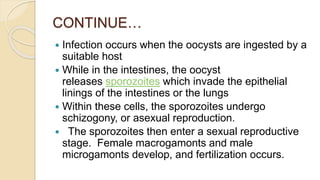 CONTINUE…
 Infection occurs when the oocysts are ingested by a
suitable host
 While in the intestines, the oocyst
releases sporozoites which invade the epithelial
linings of the intestines or the lungs
 Within these cells, the sporozoites undergo
schizogony, or asexual reproduction.
 The sporozoites then enter a sexual reproductive
stage. Female macrogamonts and male
microgamonts develop, and fertilization occurs.
 