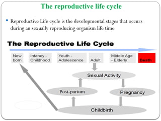 The reproductive life cycle
 Reproductive Life cycle is the developmental stages that occurs
during an sexually reproducing organism life time
 