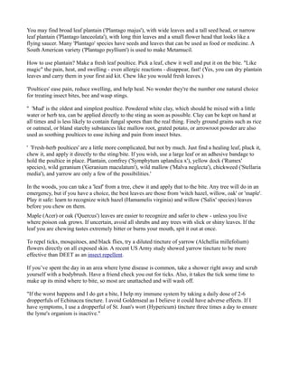 You may find broad leaf plantain ('Plantago majus'), with wide leaves and a tall seed head, or narrow
leaf plantain ('Plantago lanceolata'), with long thin leaves and a small flower head that looks like a
flying saucer. Many 'Plantago' species have seeds and leaves that can be used as food or medicine. A
South American variety ('Plantago psyllium') is used to make Metamucil.
How to use plantain? Make a fresh leaf poultice. Pick a leaf, chew it well and put it on the bite. "Like
magic" the pain, heat, and swelling - even allergic reactions - disappear, fast! (Yes, you can dry plantain
leaves and carry them in your first aid kit. Chew like you would fresh leaves.)
'Poultices' ease pain, reduce swelling, and help heal. No wonder they're the number one natural choice
for treating insect bites, bee and wasp stings.
'' 'Mud' is the oldest and simplest poultice. Powdered white clay, which should be mixed with a little
water or herb tea, can be applied directly to the sting as soon as possible. Clay can be kept on hand at
all times and is less likely to contain fungal spores than the real thing. Finely ground grains such as rice
or oatmeal, or bland starchy substances like mallow root, grated potato, or arrowroot powder are also
used as soothing poultices to ease itching and pain from insect bites.
' 'Fresh-herb poultices' are a little more complicated, but not by much. Just find a healing leaf, pluck it,
chew it, and apply it directly to the sting/bite. If you wish, use a large leaf or an adhesive bandage to
hold the poultice in place. Plantain, comfrey ('Symphytum uplandica x'), yellow dock ('Rumex'
species), wild geranium ('Geranium maculatum'), wild mallow ('Malva neglecta'), chickweed ('Stellaria
media'), and yarrow are only a few of the possibilities.'
In the woods, you can take a 'leaf' from a tree, chew it and apply that to the bite. Any tree will do in an
emergency, but if you have a choice, the best leaves are those from 'witch hazel, willow, oak' or 'maple'.
Play it safe: learn to recognize witch hazel (Hamamelis virginia) and willow ('Salix' species) leaves
before you chew on them.
Maple (Acer) or oak ('Quercus') leaves are easier to recognize and safer to chew - unless you live
where poison oak grows. If uncertain, avoid all shrubs and any trees with slick or shiny leaves. If the
leaf you are chewing tastes extremely bitter or burns your mouth, spit it out at once.
To repel ticks, mosquitoes, and black flies, try a diluted tincture of yarrow (Alchellia millefolium)
flowers directly on all exposed skin. A recent US Army study showed yarrow tincture to be more
effective than DEET as an insect repellent.
If you’ve spent the day in an area where lyme disease is common, take a shower right away and scrub
yourself with a bodybrush. Have a friend check you out for ticks. Also, it takes the tick some time to
make up its mind where to bite, so most are unattached and will wash off.
"If the worst happens and I do get a bite, I help my immune system by taking a daily dose of 2-6
dropperfuls of Echinacea tincture. I avoid Goldenseal as I believe it could have adverse effects. If I
have symptoms, I use a dropperful of St. Joan's wort (Hypericum) tincture three times a day to ensure
the lyme's organism is inactive."
 