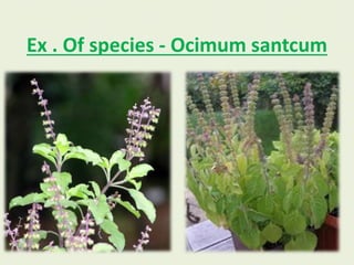 Ex . Of species - Ocimum santcum
 