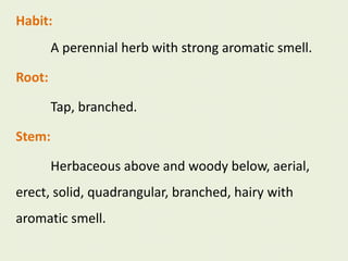 Habit:
A perennial herb with strong aromatic smell.
Root:
Tap, branched.
Stem:
Herbaceous above and woody below, aerial,
erect, solid, quadrangular, branched, hairy with
aromatic smell.
 