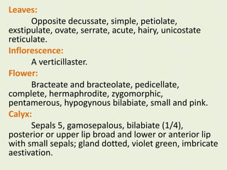 Leaves:
Opposite decussate, simple, petiolate,
exstipulate, ovate, serrate, acute, hairy, unicostate
reticulate.
Inflorescence:
A verticillaster.
Flower:
Bracteate and bracteolate, pedicellate,
complete, hermaphrodite, zygomorphic,
pentamerous, hypogynous bilabiate, small and pink.
Calyx:
Sepals 5, gamosepalous, bilabiate (1/4),
posterior or upper lip broad and lower or anterior lip
with small sepals; gland dotted, violet green, imbricate
aestivation.
 