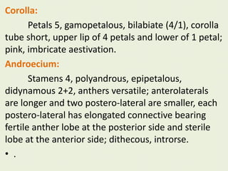 Corolla:
Petals 5, gamopetalous, bilabiate (4/1), corolla
tube short, upper lip of 4 petals and lower of 1 petal;
pink, imbricate aestivation.
Androecium:
Stamens 4, polyandrous, epipetalous,
didynamous 2+2, anthers versatile; anterolaterals
are longer and two postero-lateral are smaller, each
postero-lateral has elongated connective bearing
fertile anther lobe at the posterior side and sterile
lobe at the anterior side; dithecous, introrse.
• .
 