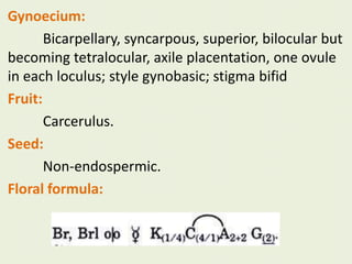Gynoecium:
Bicarpellary, syncarpous, superior, bilocular but
becoming tetralocular, axile placentation, one ovule
in each loculus; style gynobasic; stigma bifid
Fruit:
Carcerulus.
Seed:
Non-endospermic.
Floral formula:
 