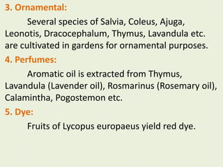 3. Ornamental:
Several species of Salvia, Coleus, Ajuga,
Leonotis, Dracocephalum, Thymus, Lavandula etc.
are cultivated in gardens for ornamental purposes.
4. Perfumes:
Aromatic oil is extracted from Thymus,
Lavandula (Lavender oil), Rosmarinus (Rosemary oil),
Calamintha, Pogostemon etc.
5. Dye:
Fruits of Lycopus europaeus yield red dye.
 
