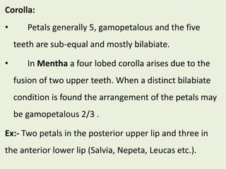 Corolla:
• Petals generally 5, gamopetalous and the five
teeth are sub-equal and mostly bilabiate.
• In Mentha a four lobed corolla arises due to the
fusion of two upper teeth. When a distinct bilabiate
condition is found the arrangement of the petals may
be gamopetalous 2/3 .
Ex:- Two petals in the posterior upper lip and three in
the anterior lower lip (Salvia, Nepeta, Leucas etc.).
 