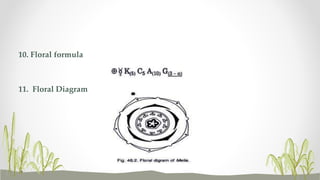 10. Floral formula
11. Floral Diagram
 