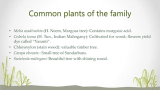 Common plants of the family
• Melia azadirachta (H. Neem, Margosa tree): Contains margosic acid.
• Cedrela toona (H. Tun., Indian Mahogany): Cultivated for wood; flowers yield
dye called “Vasanti”.
• Chloroxylon (stain wood): valuable timber tree.
• Carapa obovata : Small tree of Sundarbans.
• Swietenia maliogani: Beautiful tree with shining wood.
 