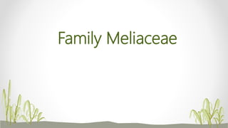 Family Meliaceae
 