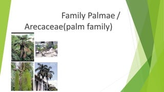 Family Palmae /
Arecaceae(palm family)
 