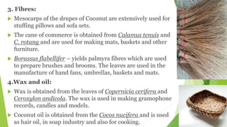 3. Fibres:
 Mesocarps of the drupes of Coconut are extensively used for
stuffing pillows and sofa sets.
 The cane of commerce is obtained from Calamus tenuis and
C. rotang and are used for making mats, baskets and other
furniture.
 Borassus flabellifer – yields palmyra fibres which are used
to prepare brushes and brooms. The leaves are used in the
manufacture of hand fans, umbrellas, baskets and mats.
4.Wax and oil:
 Wax is obtained from the leaves of Copernicia cerifera and
Ceroxylon andicola. The wax is used in making gramophone
records, candles and models.
 Coconut oil is obtained from the Cocos nucifera and is used
as hair oil, in soap industry and also for cooking.
 