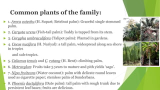 Common plants of the family:
 1. Areca catechu (H. Supari; Betelnut palm): Graceful single stemmed
palm.
 2. Caryota urens (Fish-tail palm): Toddy is tapped from its stem.
 3. Corypha umbraculifera (Talipot palm): Planted in gardens.
 4. Cocos nucifera (H. Nariyal): a tall palm, widespread along sea shore
in tropics
and sub-tropics.
 5. Calamus tenuis and C. rotang (H. Bent): climbing palm.
 6. Metroxylon: Fruits take 3 years to mature and pith yields ‘sago’.
 7. Nipa fruitcans (Water coconut): palm with delicate round leaves
used as cigarette paper; stemless palm of Sunderbans.
 8. Phoenix dactylifera (Date palm): tall palm with rough trunk due to
persistent leaf bases; fruits are delicious.
 
